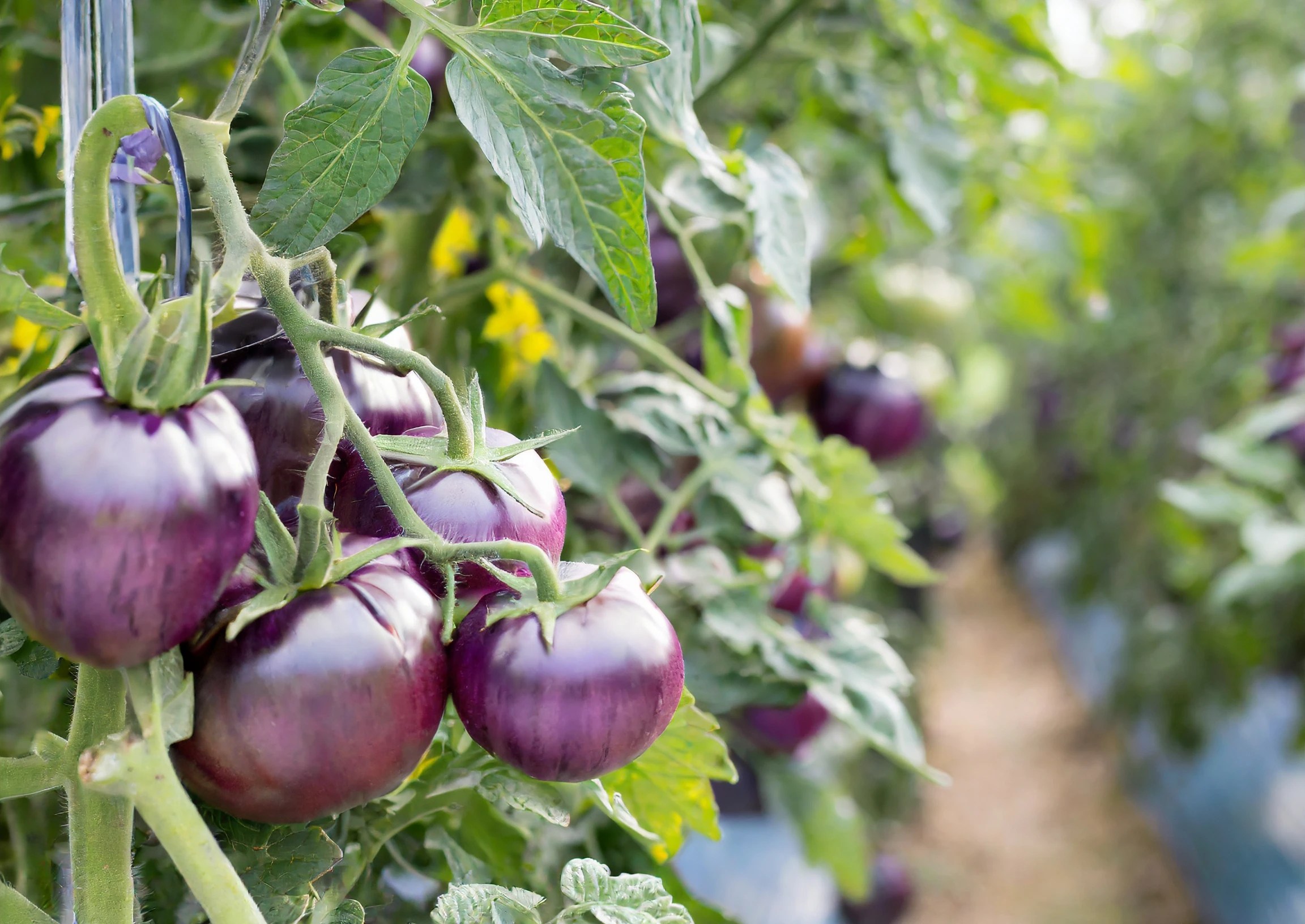 How to Grow 'Cherokee Purple' Tomatoes Plantly