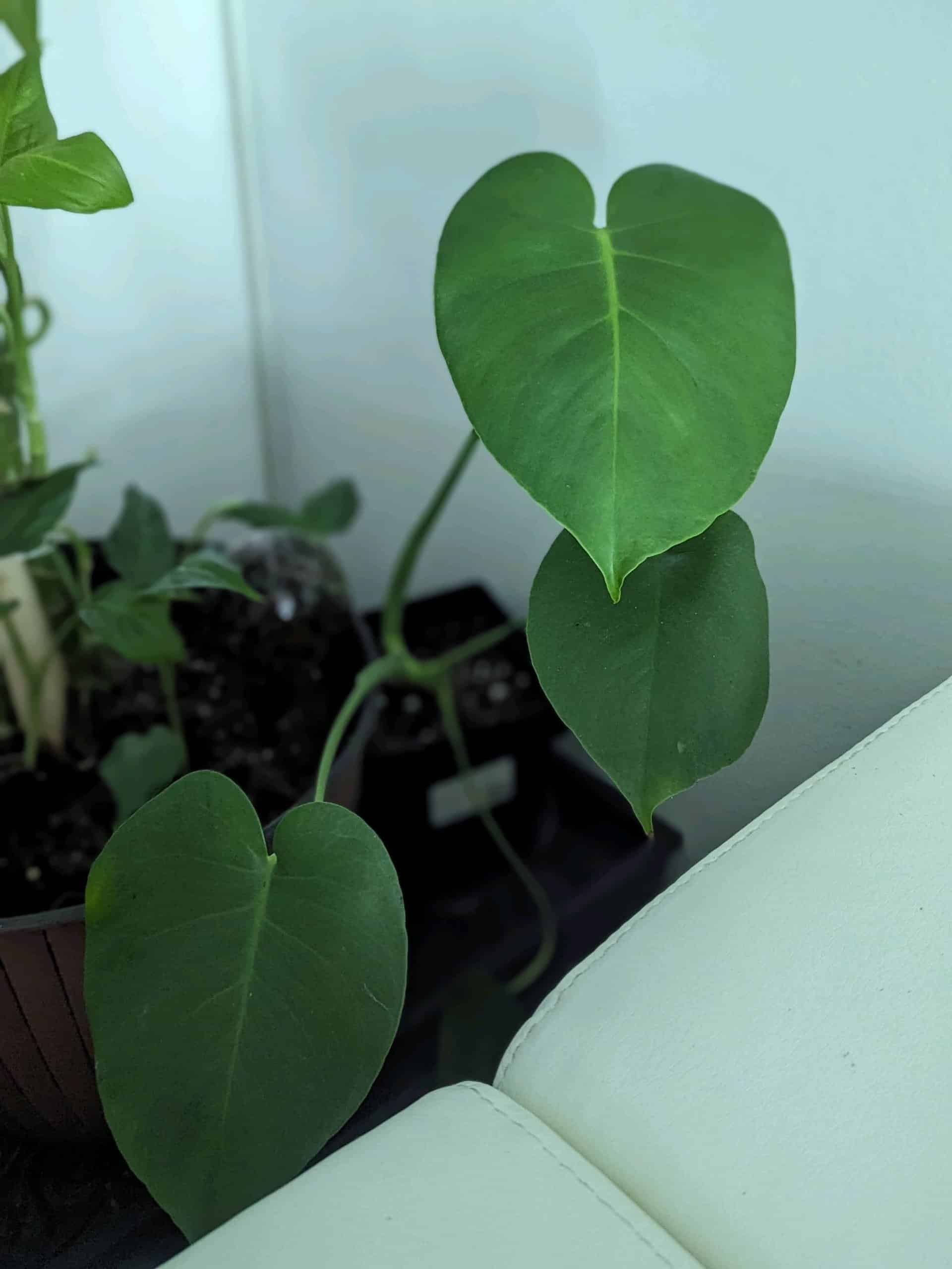 Shop Online Monstera Plants Plantly