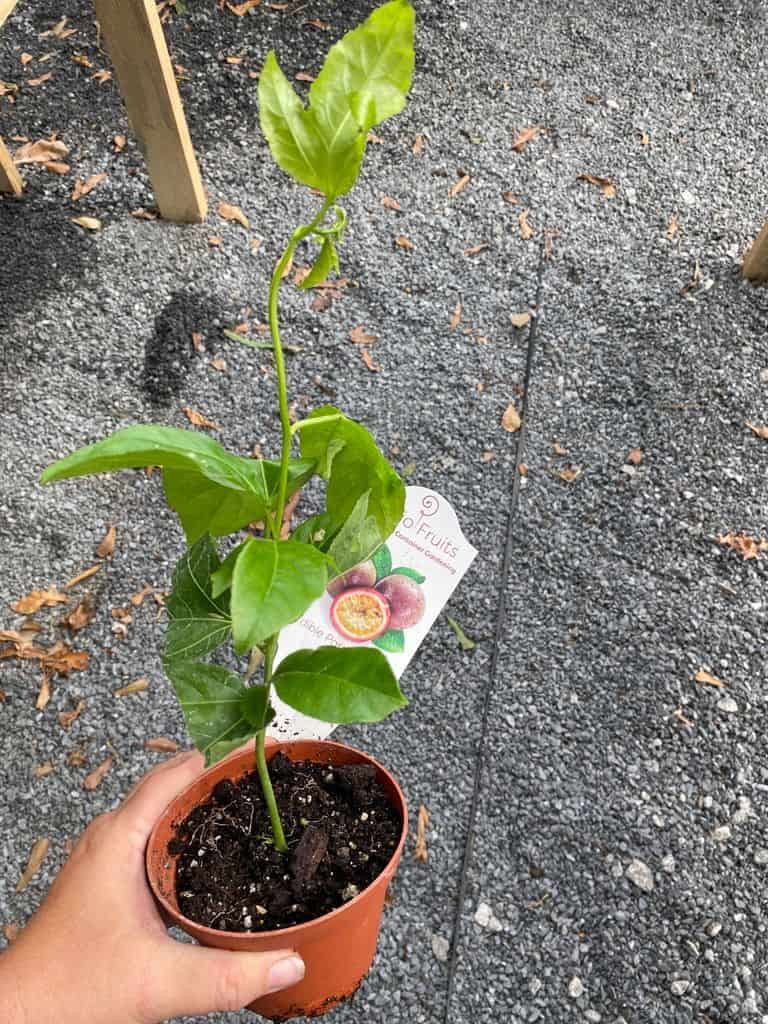 Buy Online Passion Fruit Vine Plant Plantly