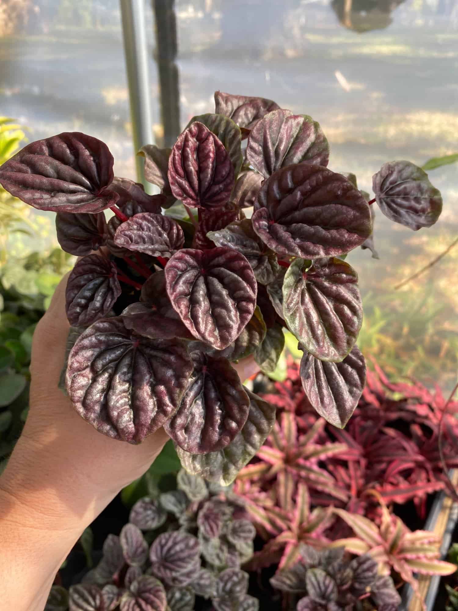 Peperomia Red Ripple Radiator Plant 2.5" Tall Pot Starter Plant Plantly