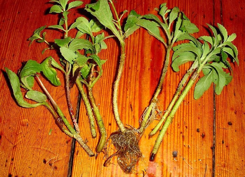 How to Grow and Care for Stevia Plants Plantly