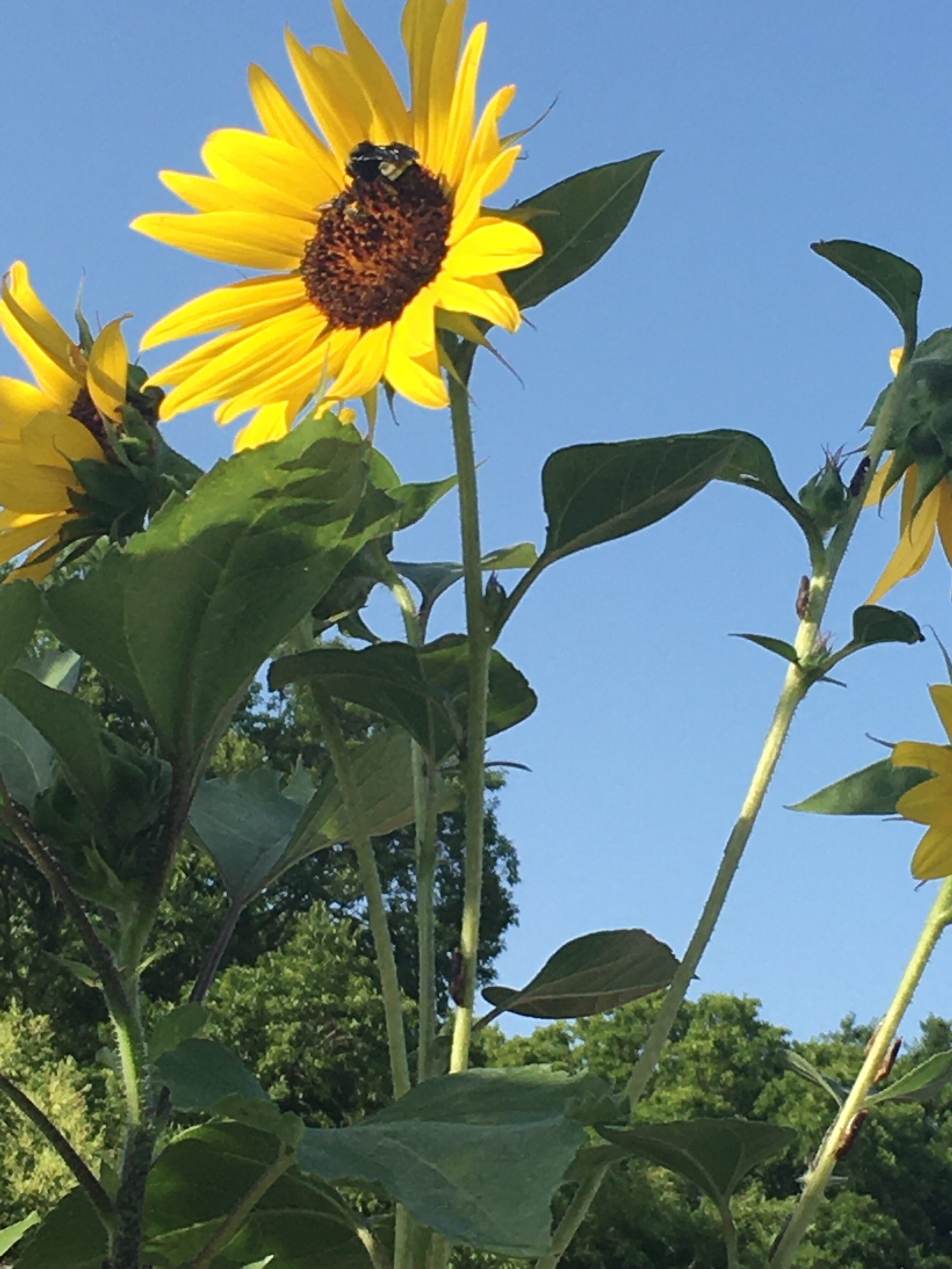 Mammoth Sunflowers Plantly