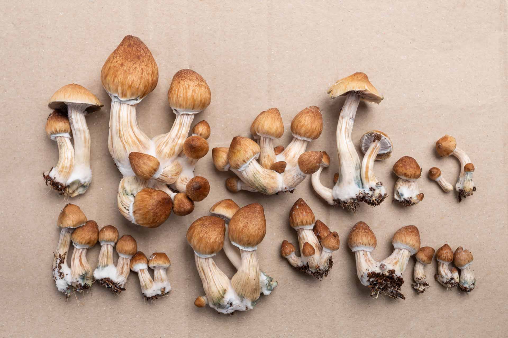 Psilocybin Mushrooms A Beginner's Guide Plant Magic Denver Plant(02)