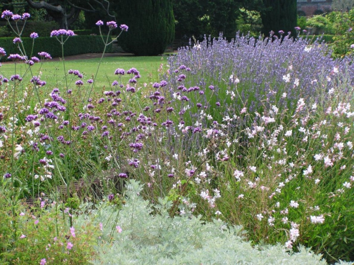 Gardens Featuring "Artemisia 'Powis Castle'"