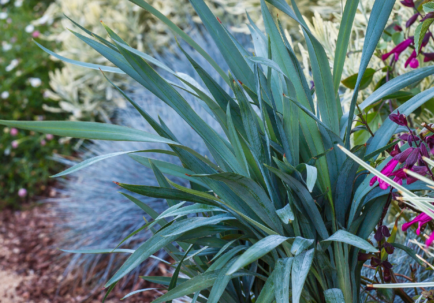 Dianella 'Clarity Blue'