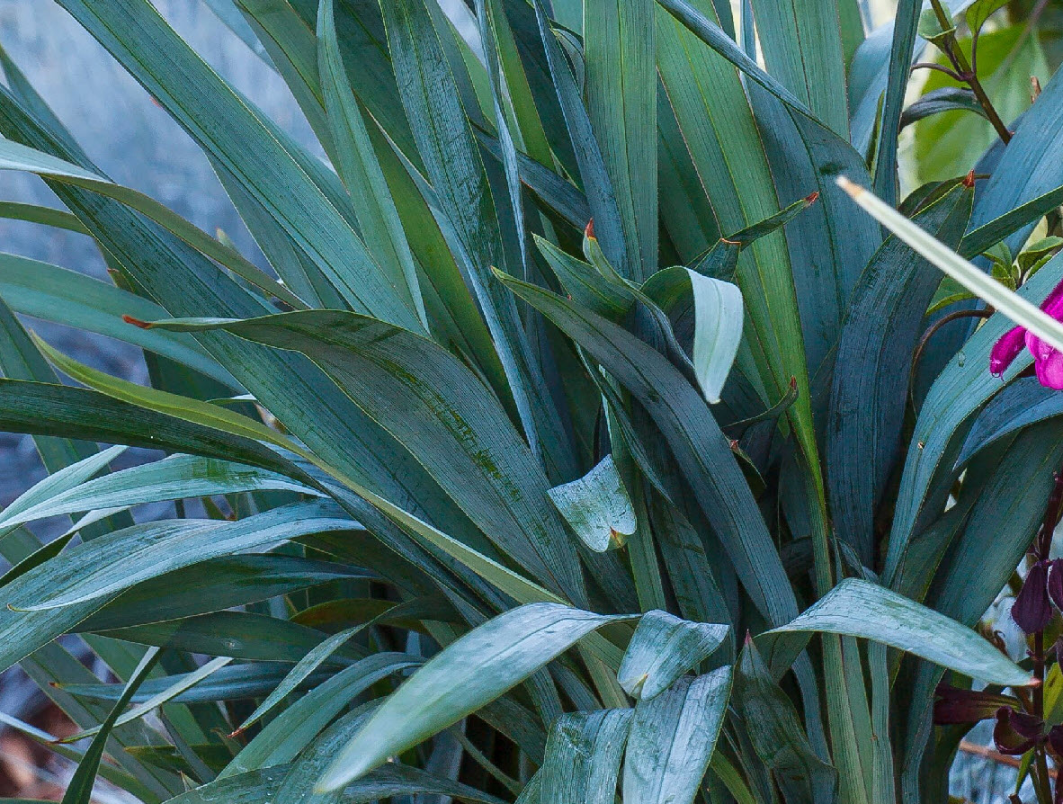 Dianella 'Clarity Blue'