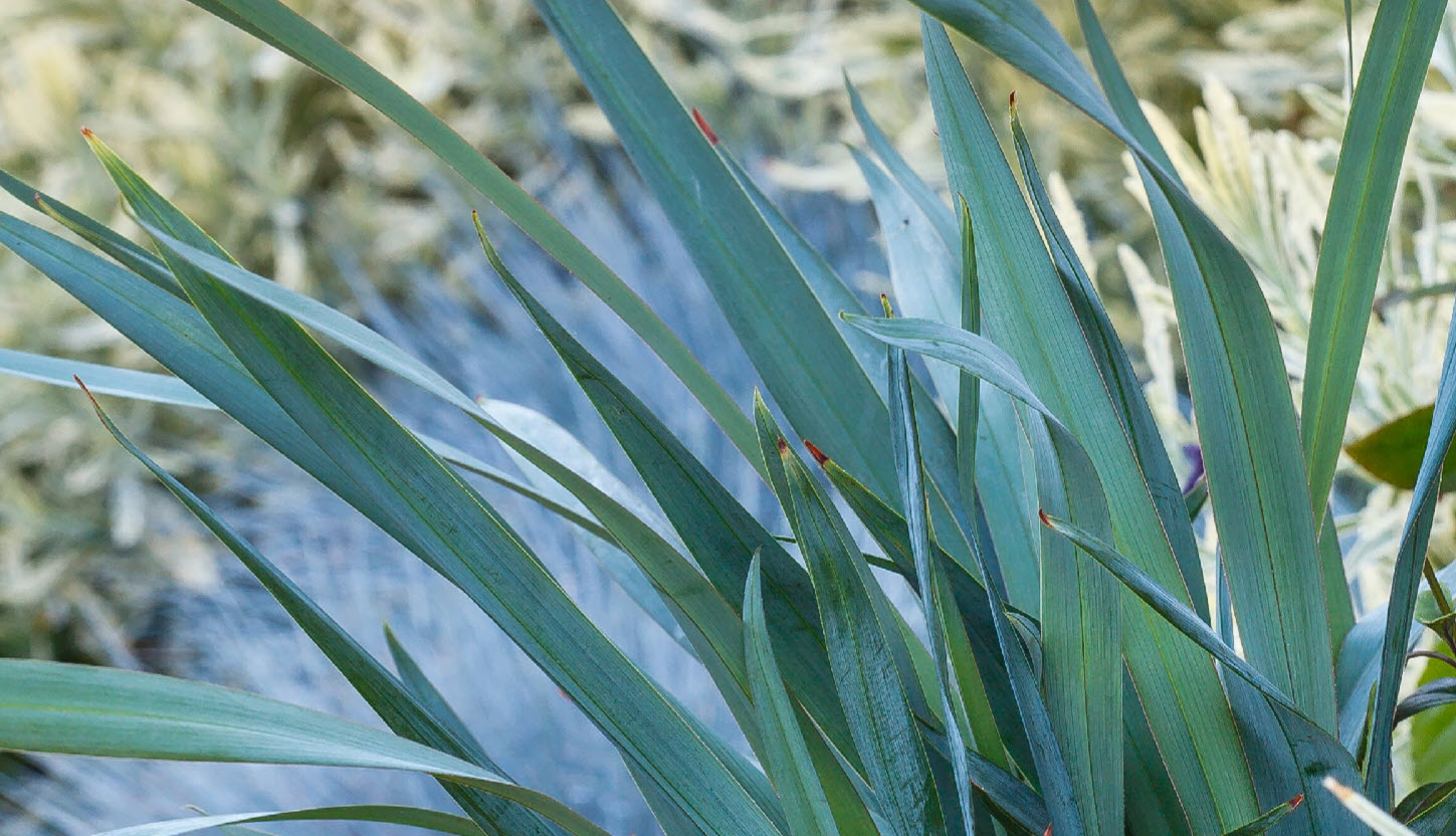 Dianella 'Clarity Blue'