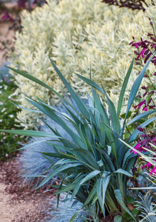 Dianella 'Clarity Blue'