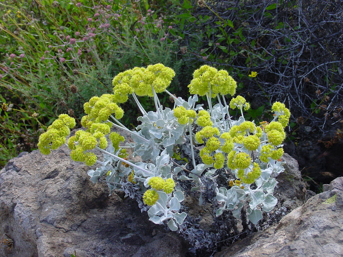 Eriogonum crocatum Saffron Buckwheat PlantMaster