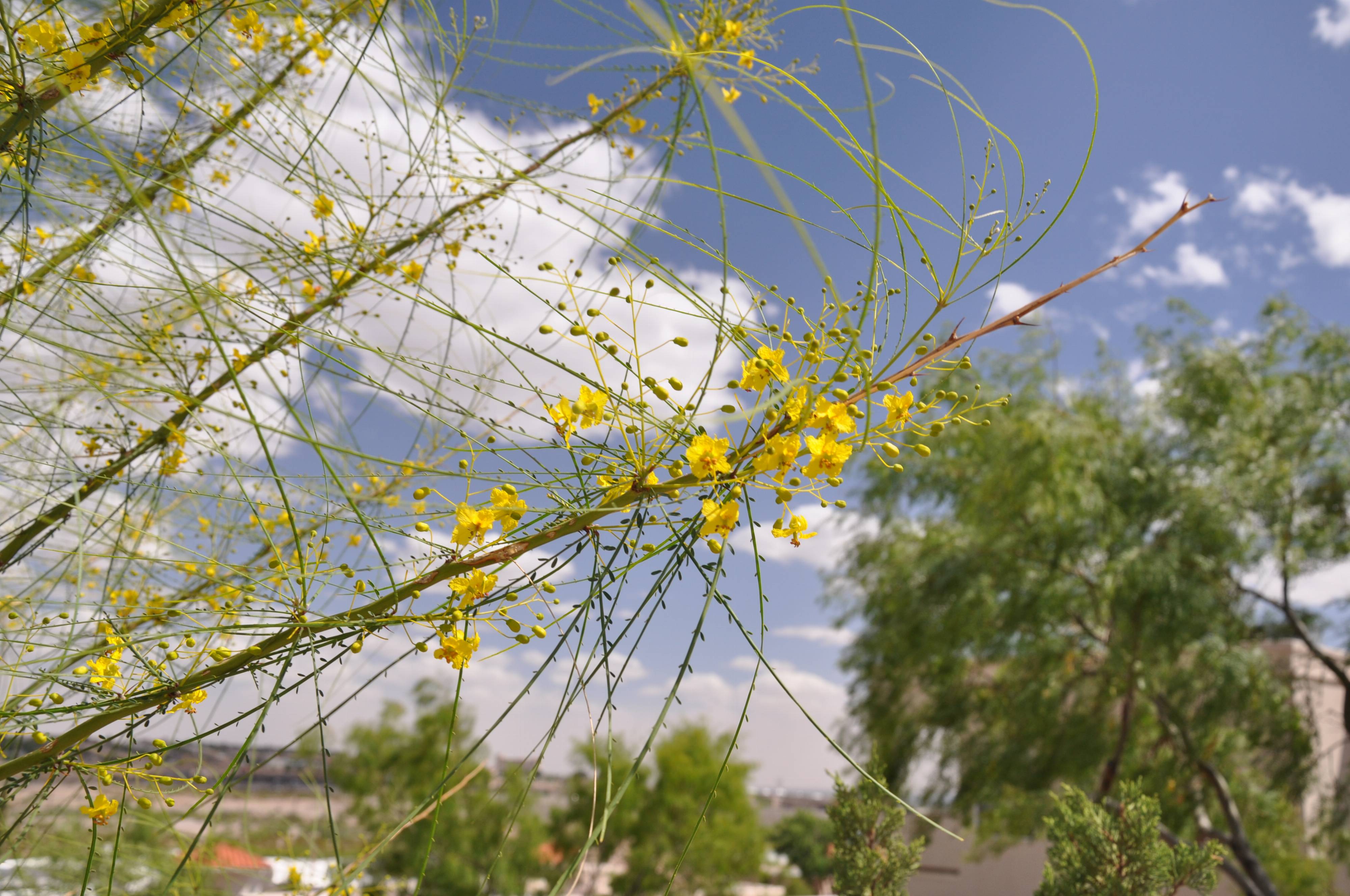 Mexican Palo Verde Thorns