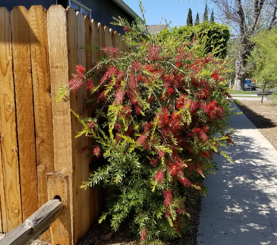 Callistemon viminalis 'Slim™' Slim™ Bottlebrush PlantMaster