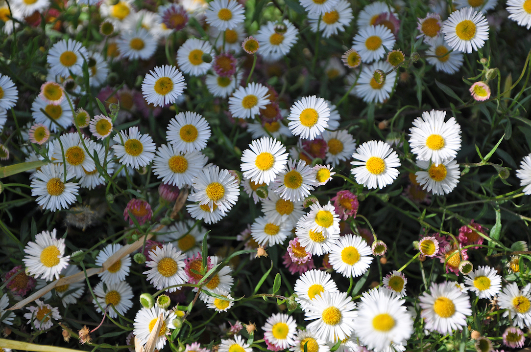 Ground Cover Erigeron