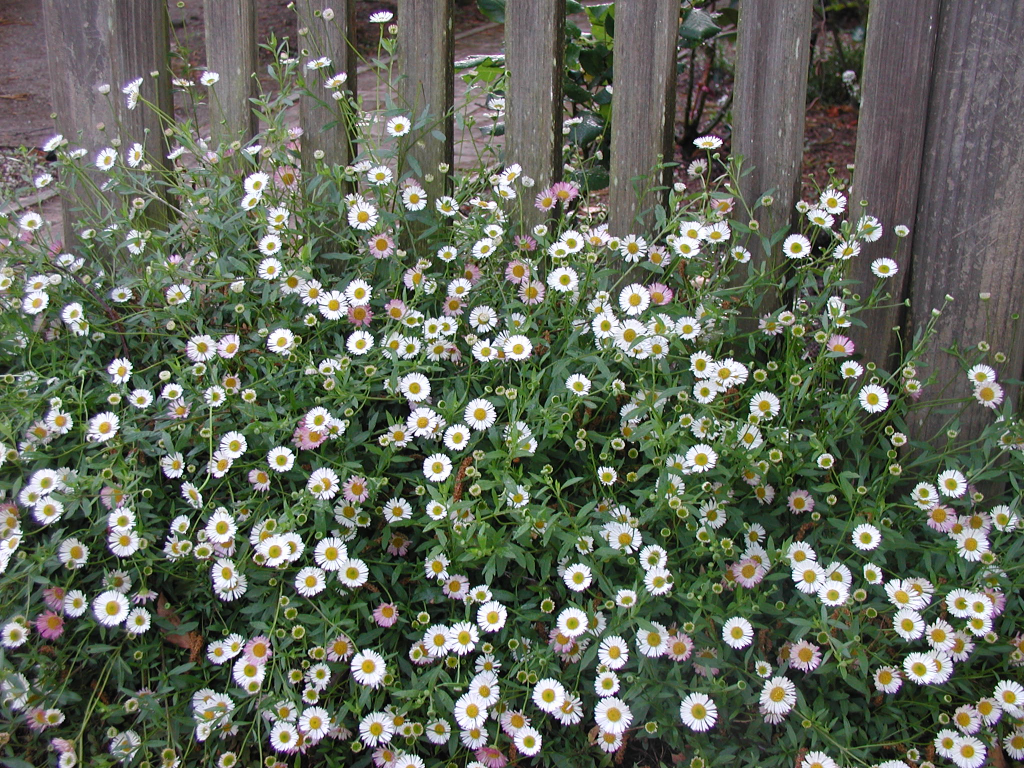 Erigeron karvinskianus