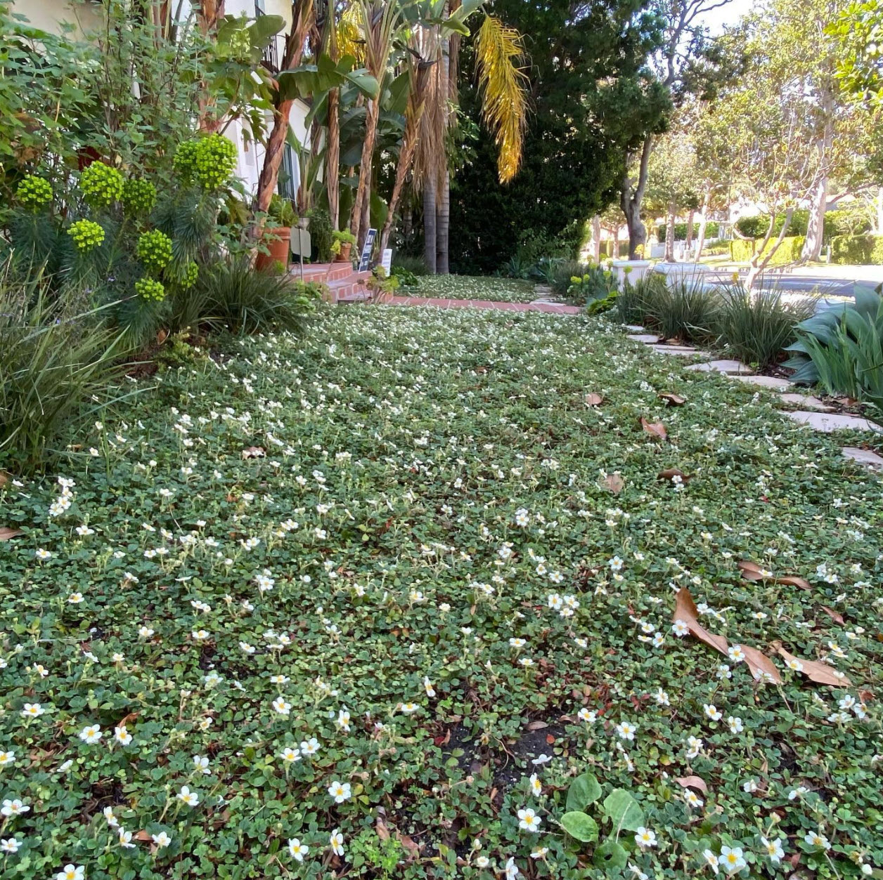 Beach Strawberry Ground Cover