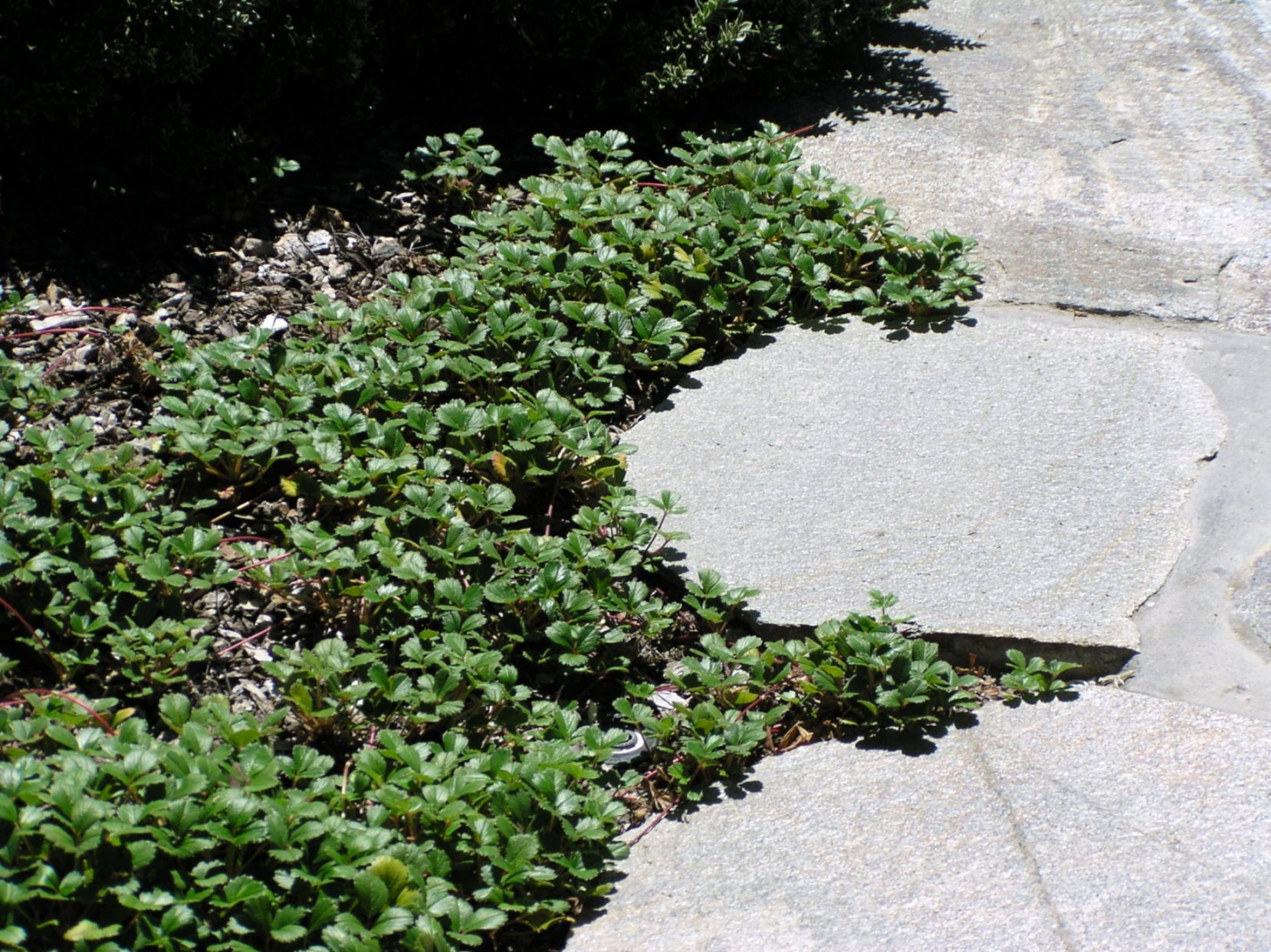 Beach Strawberry Ground Cover
