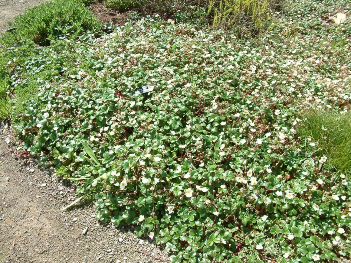 Beach Strawberry Ground Cover