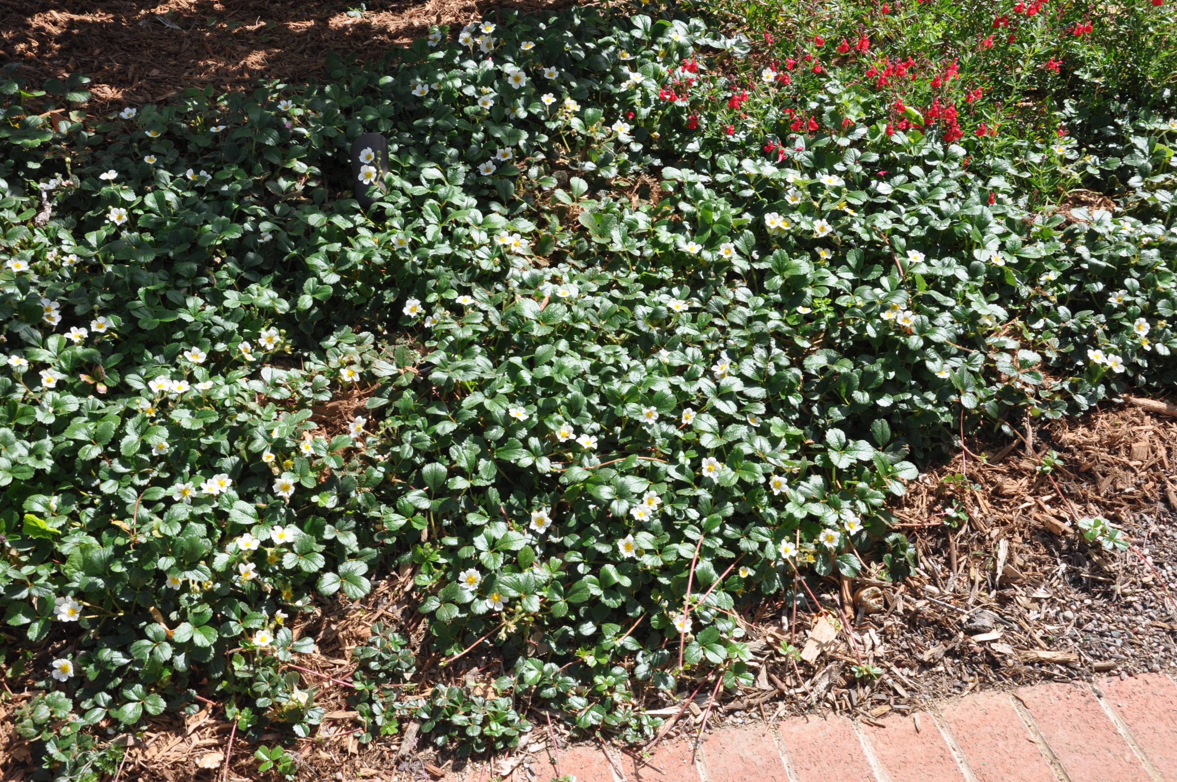 Beach Strawberry Ground Cover