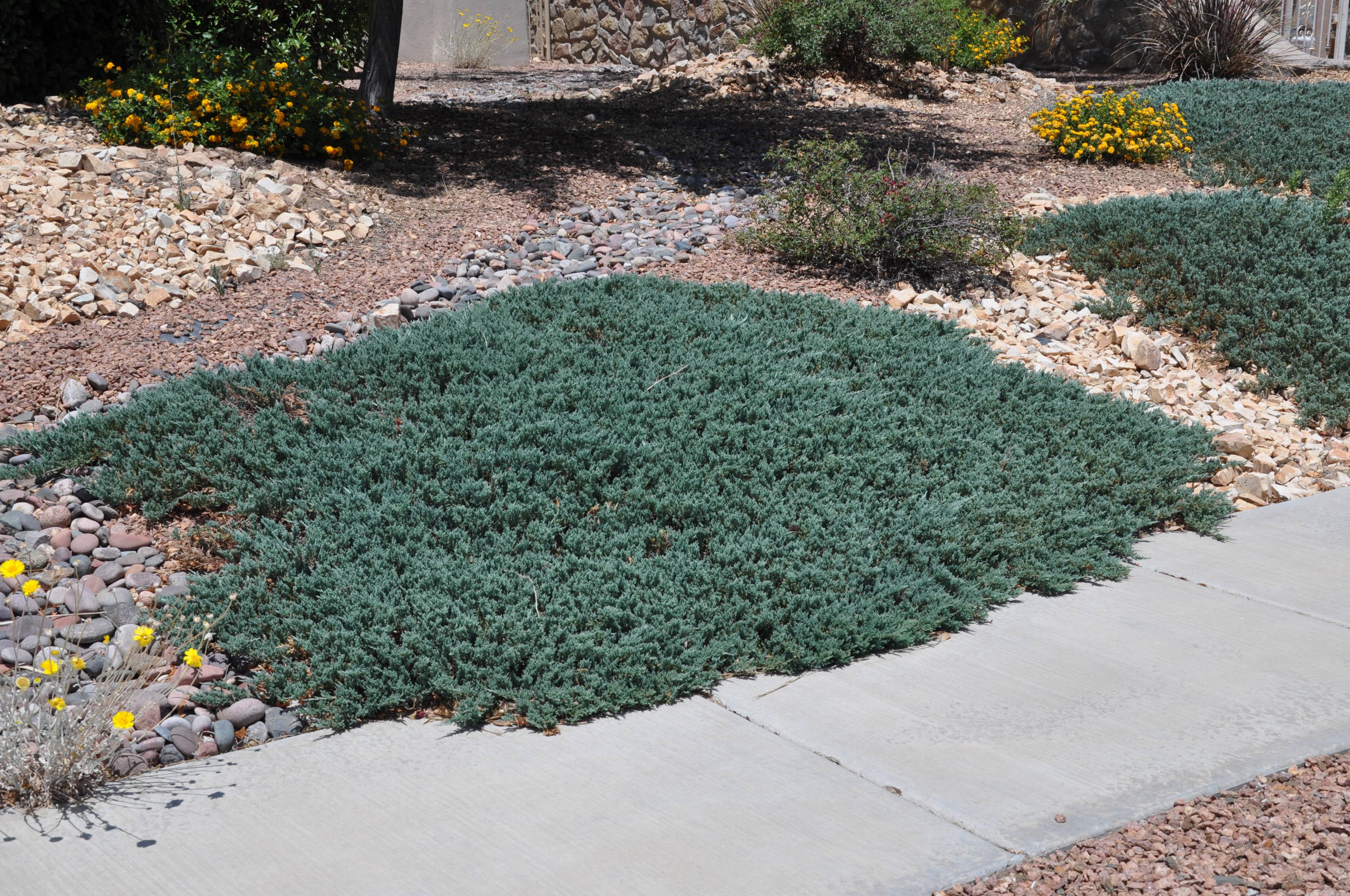 Juniperus Horizontalis Blue Rug Bios Pics