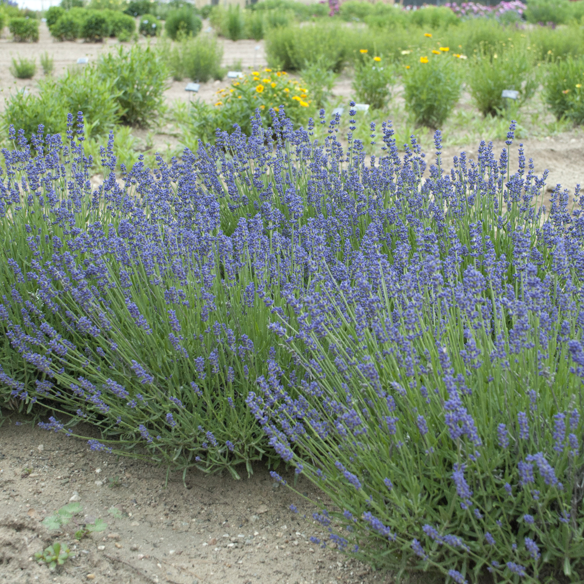 Lavender Hidcote Essence Garden Plant