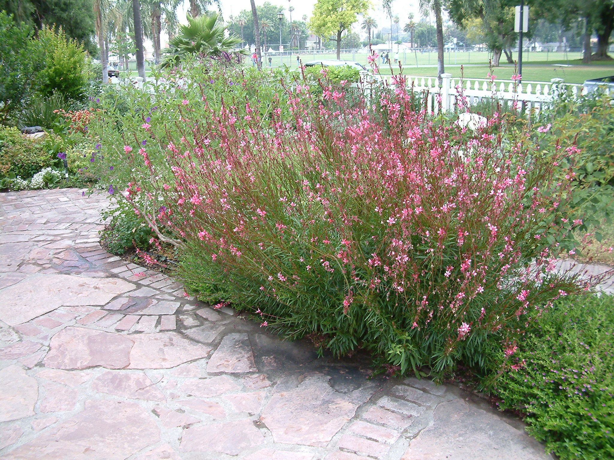 Gaura lindheimeri 'Siskiyou Pink'