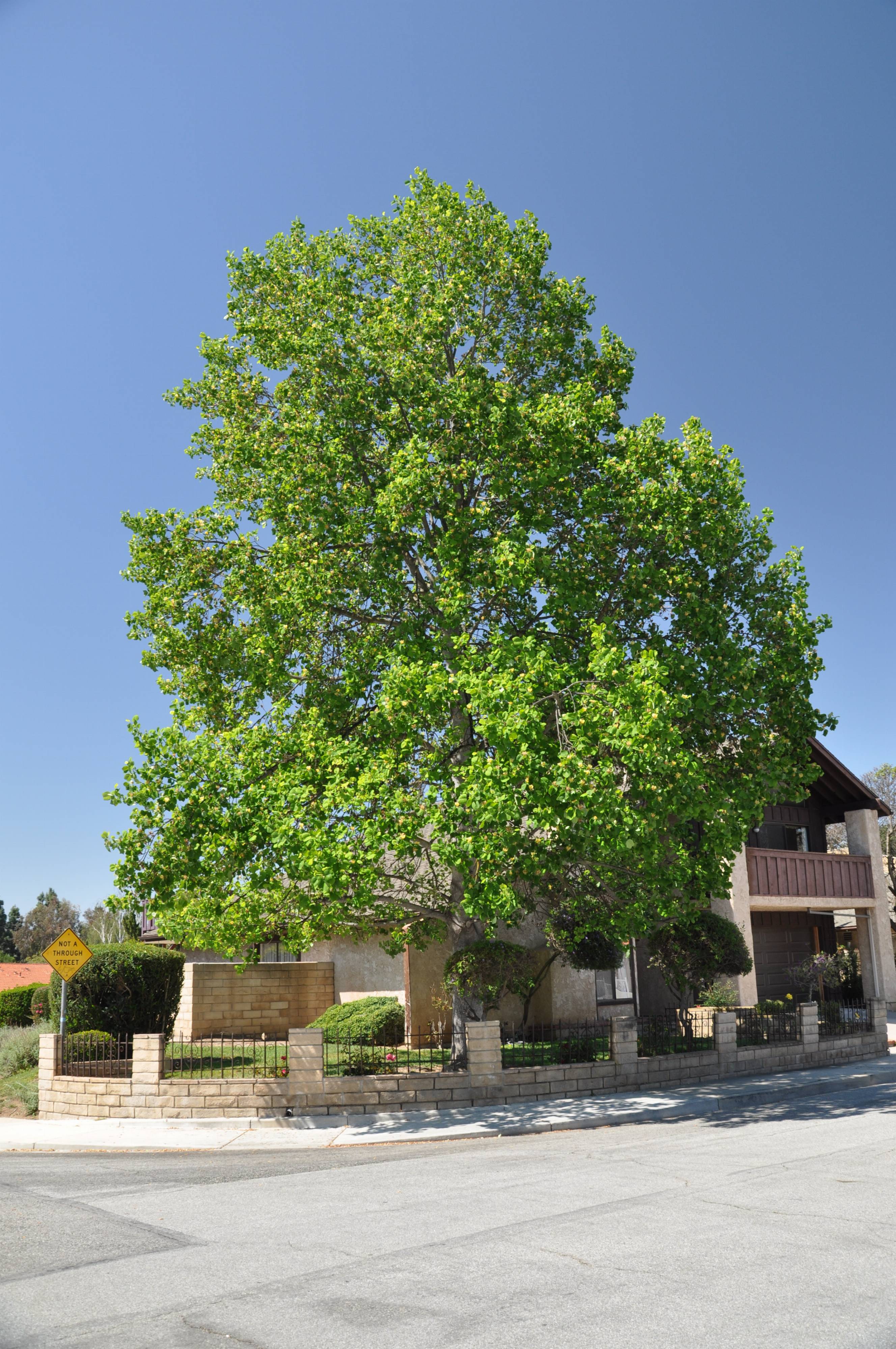 mexican sycamore tree in spanish Cletus Kimble