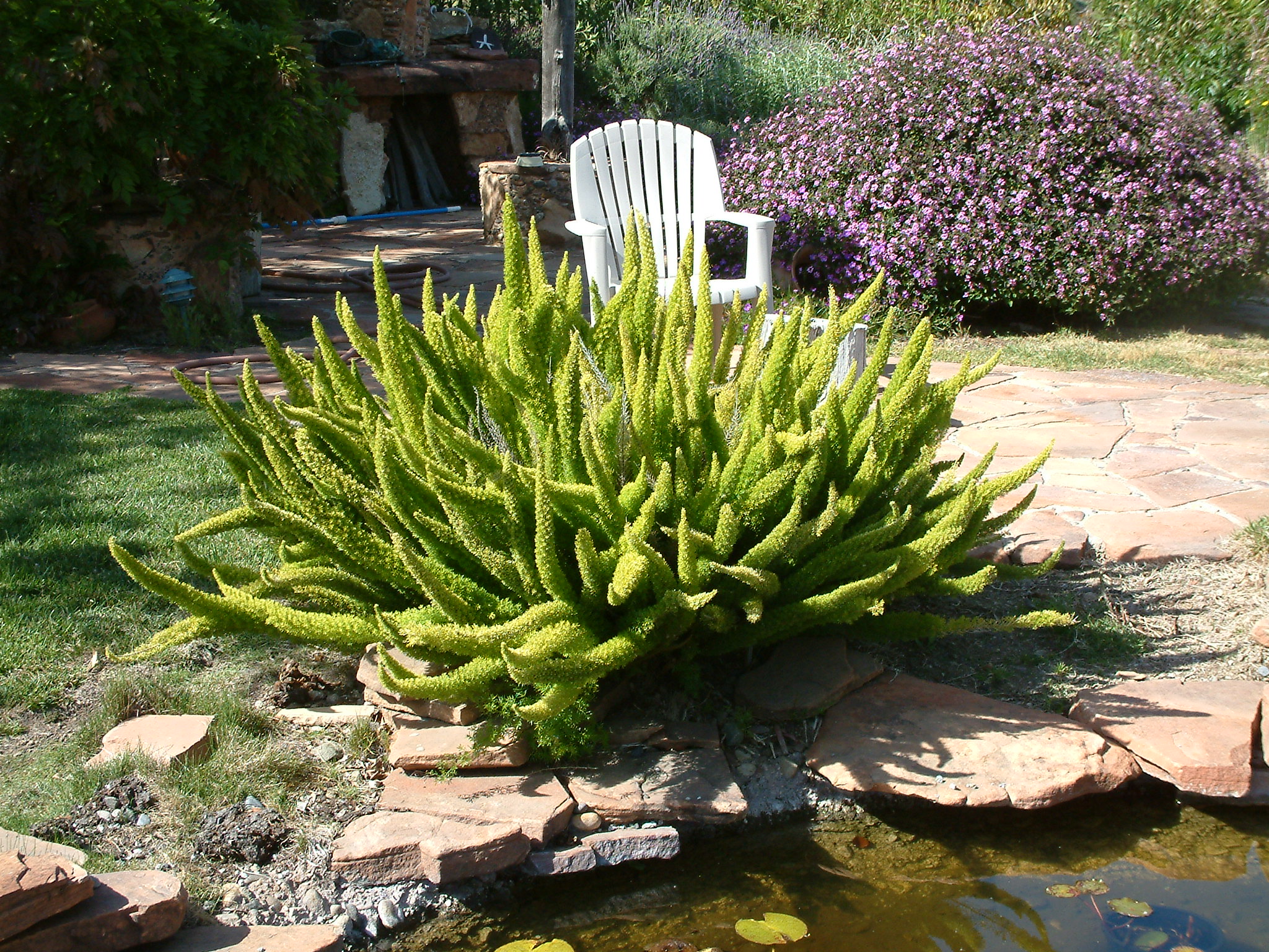 Asparagus densiflorus 'Myers'