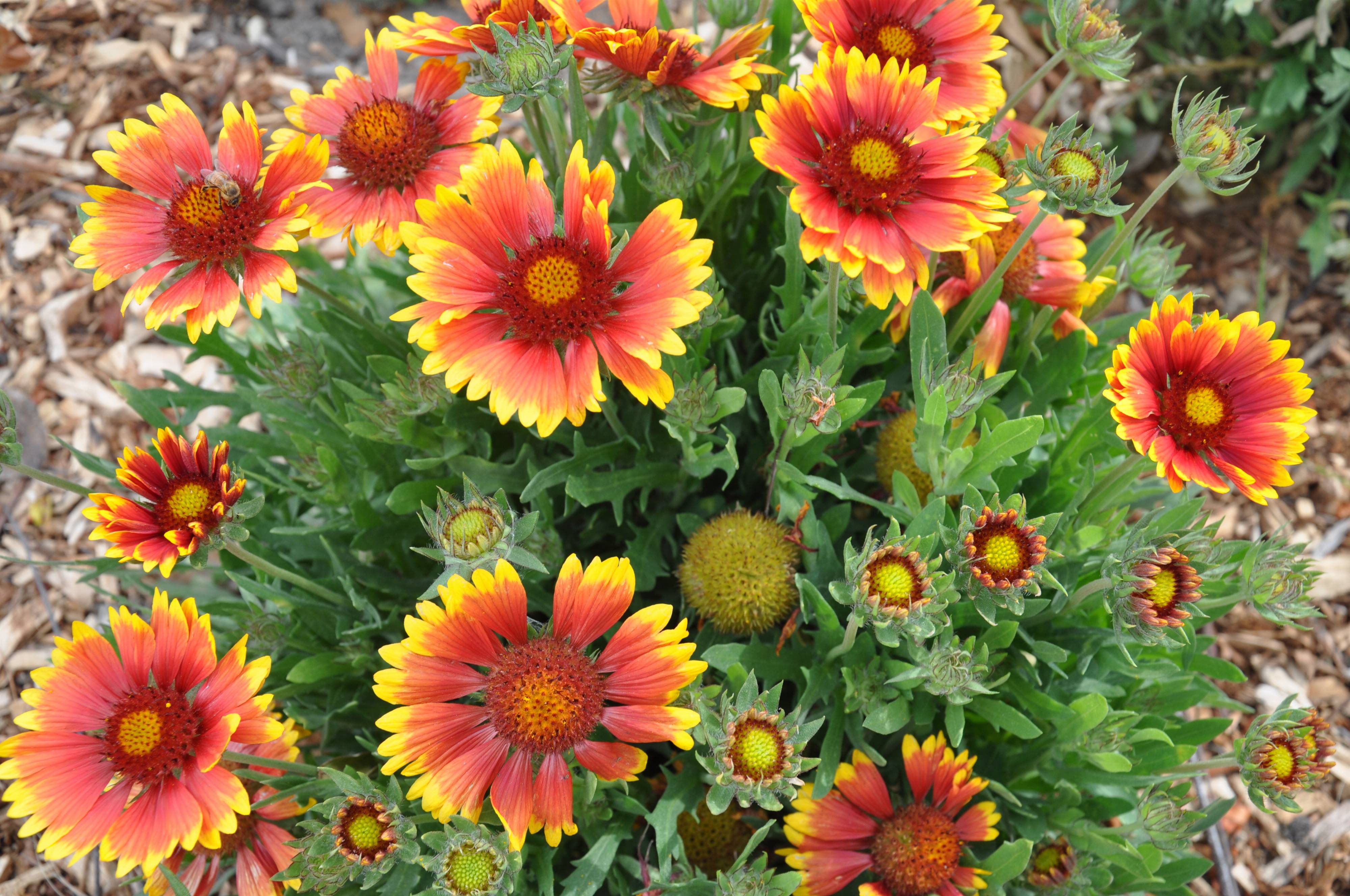 Arizona Red Shades Blanket Flower (Gaillardia X Grandiflora 'Arizona