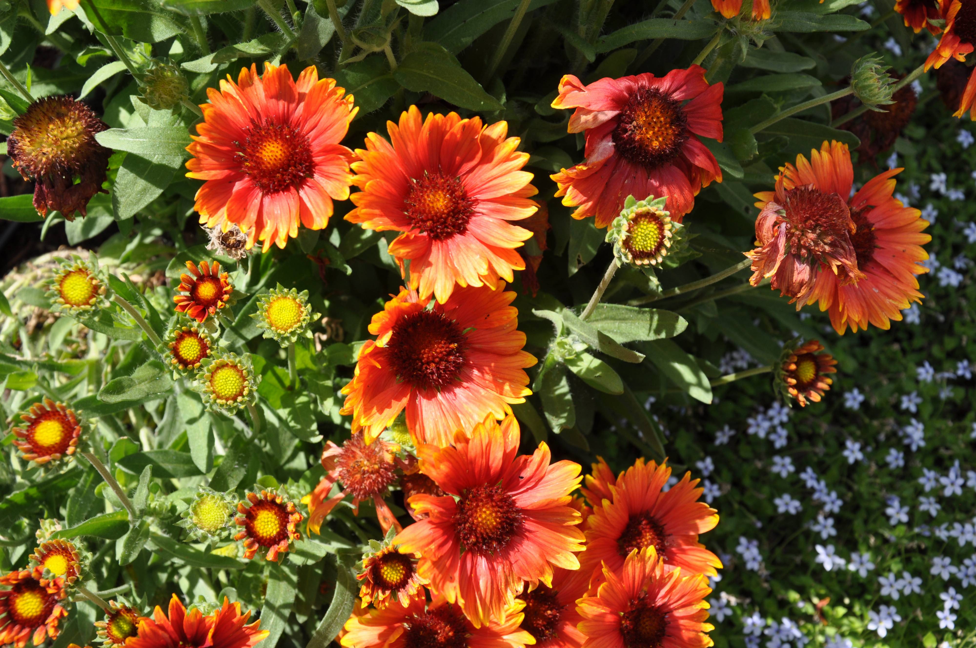 Gaillardia X grandiflora