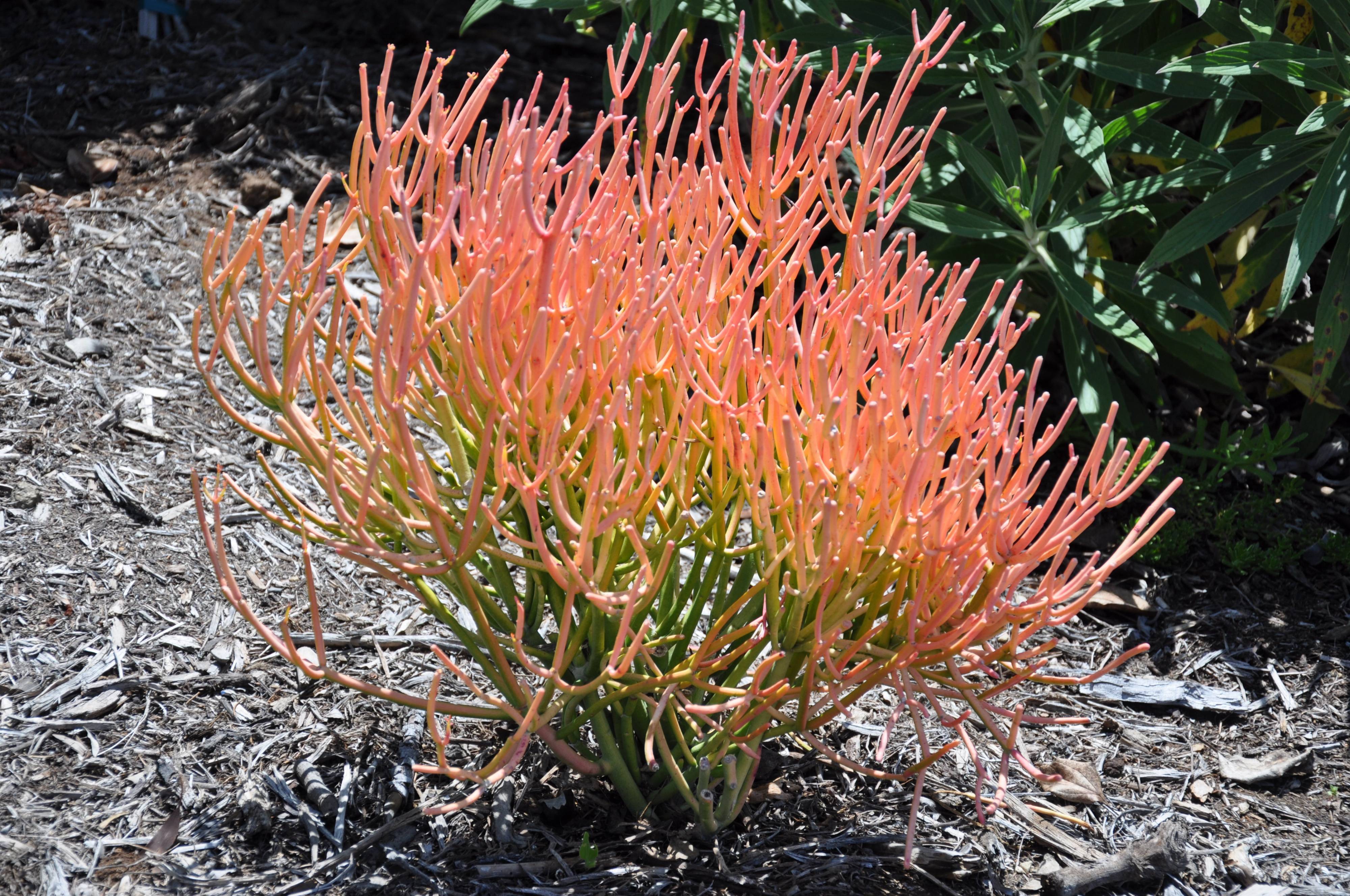 Euphorbia Tirucalli