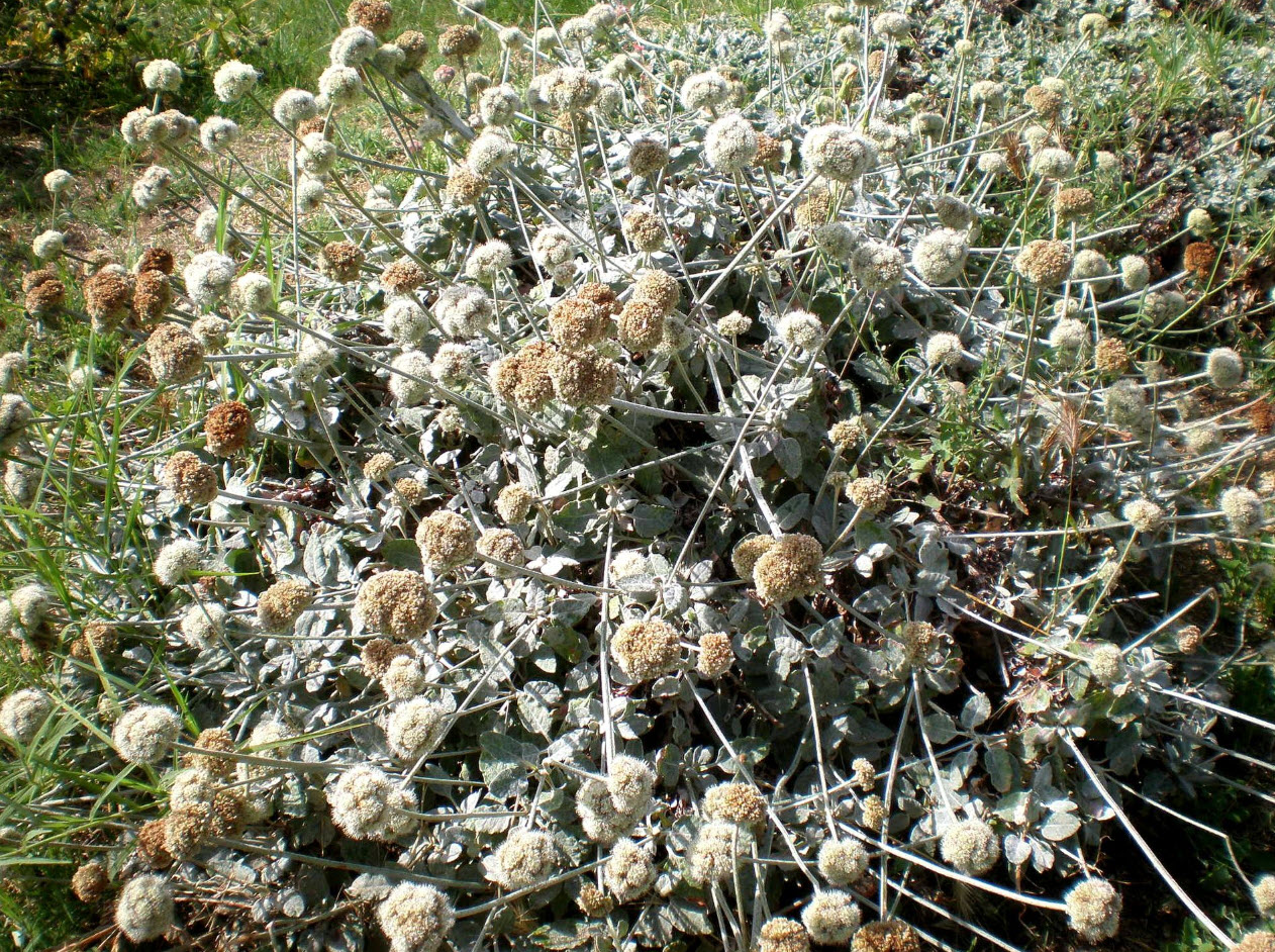 Eriogonum latifolium Seaside Buckwheat PlantMaster