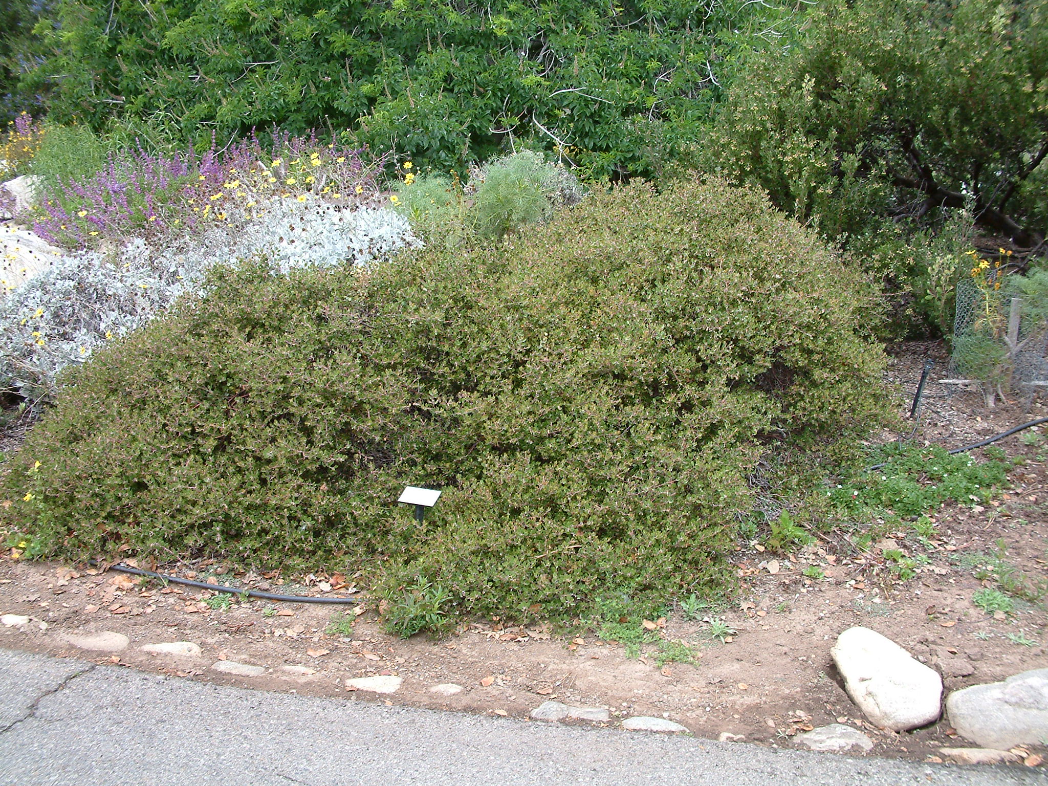 Monterey Carpet Manzanita Carpet Vidalondon