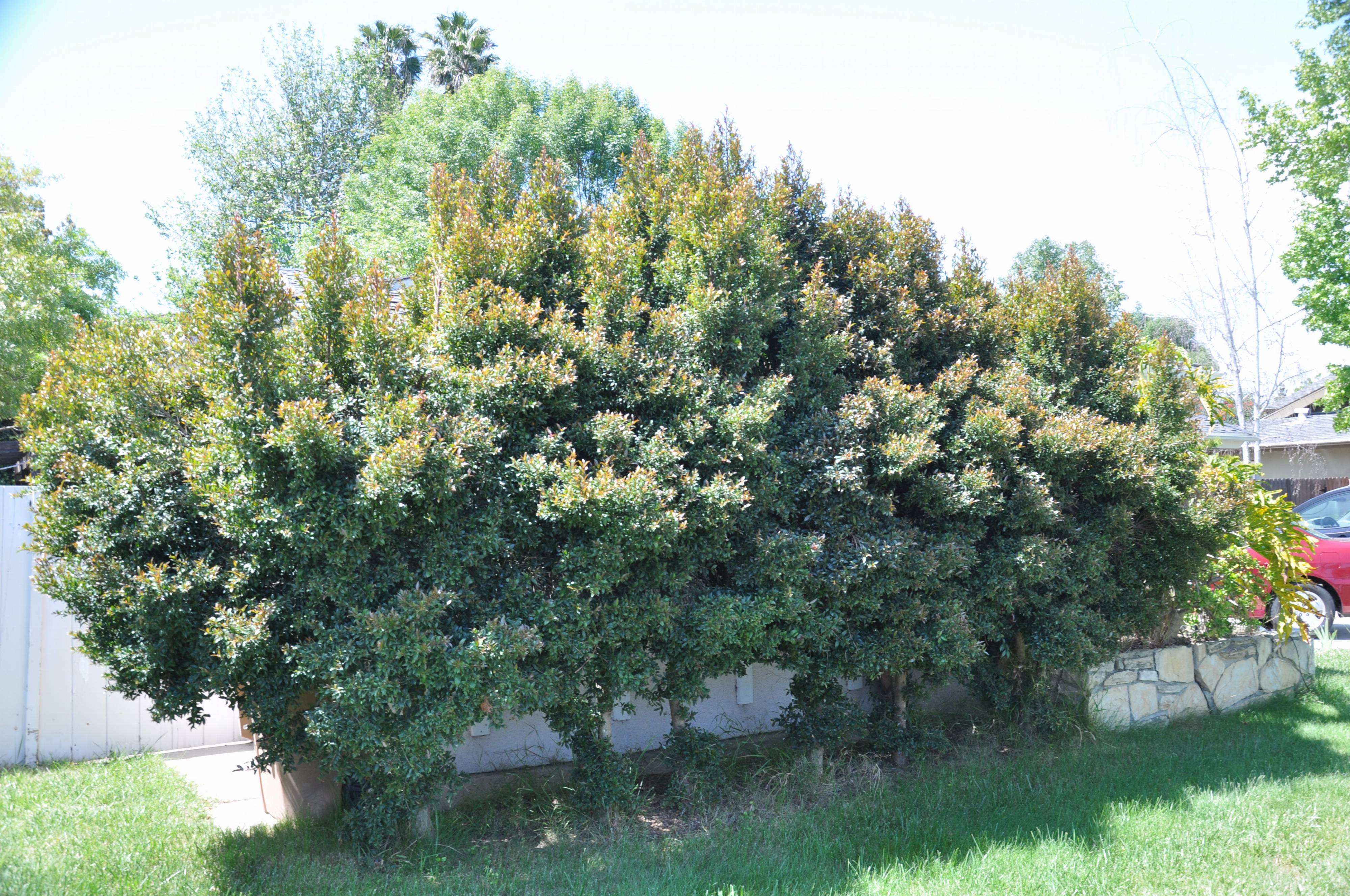 Syzygium Paniculatum Brush Cherry