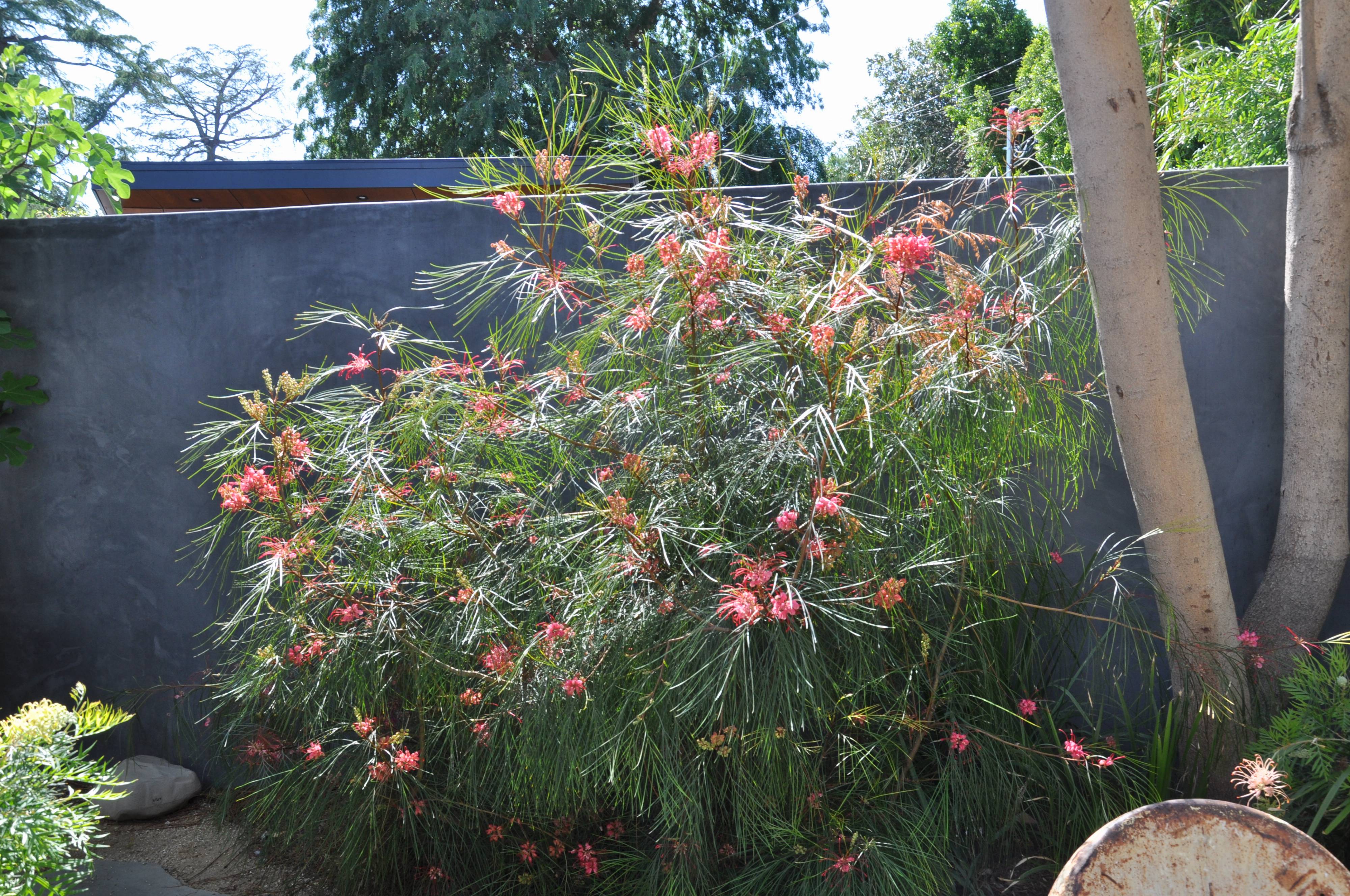 Grevillea 'Long John' This Pinelike Shrub Is Native To It , 53 OFF