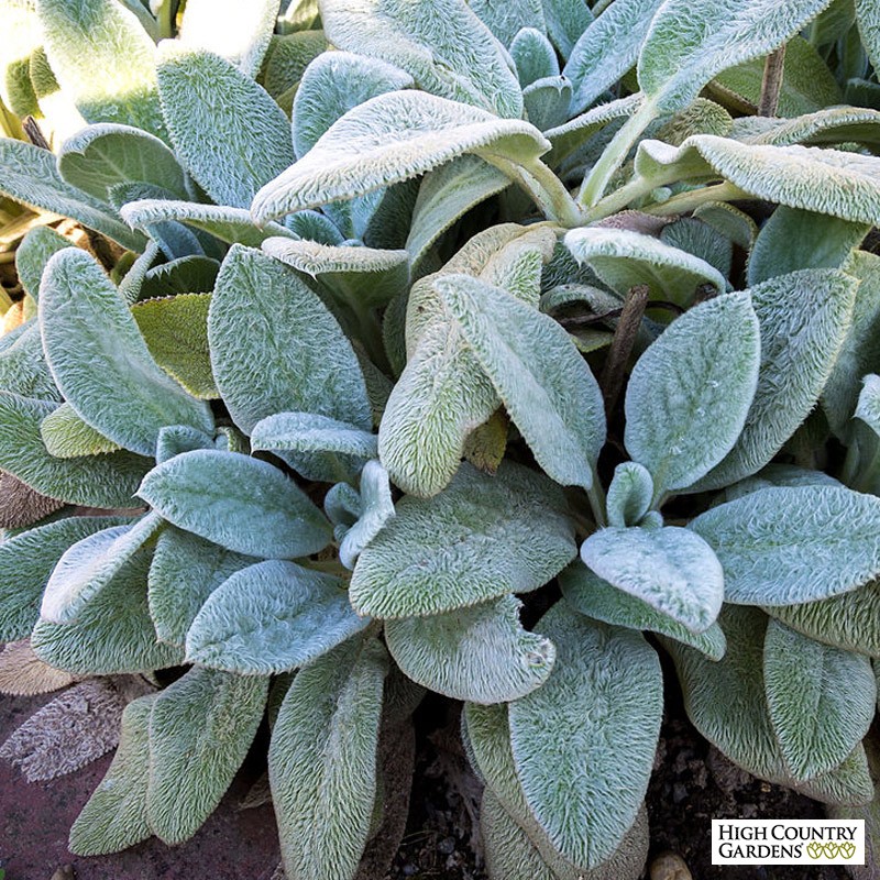 Stachys byzantina 'Silver Carpet'