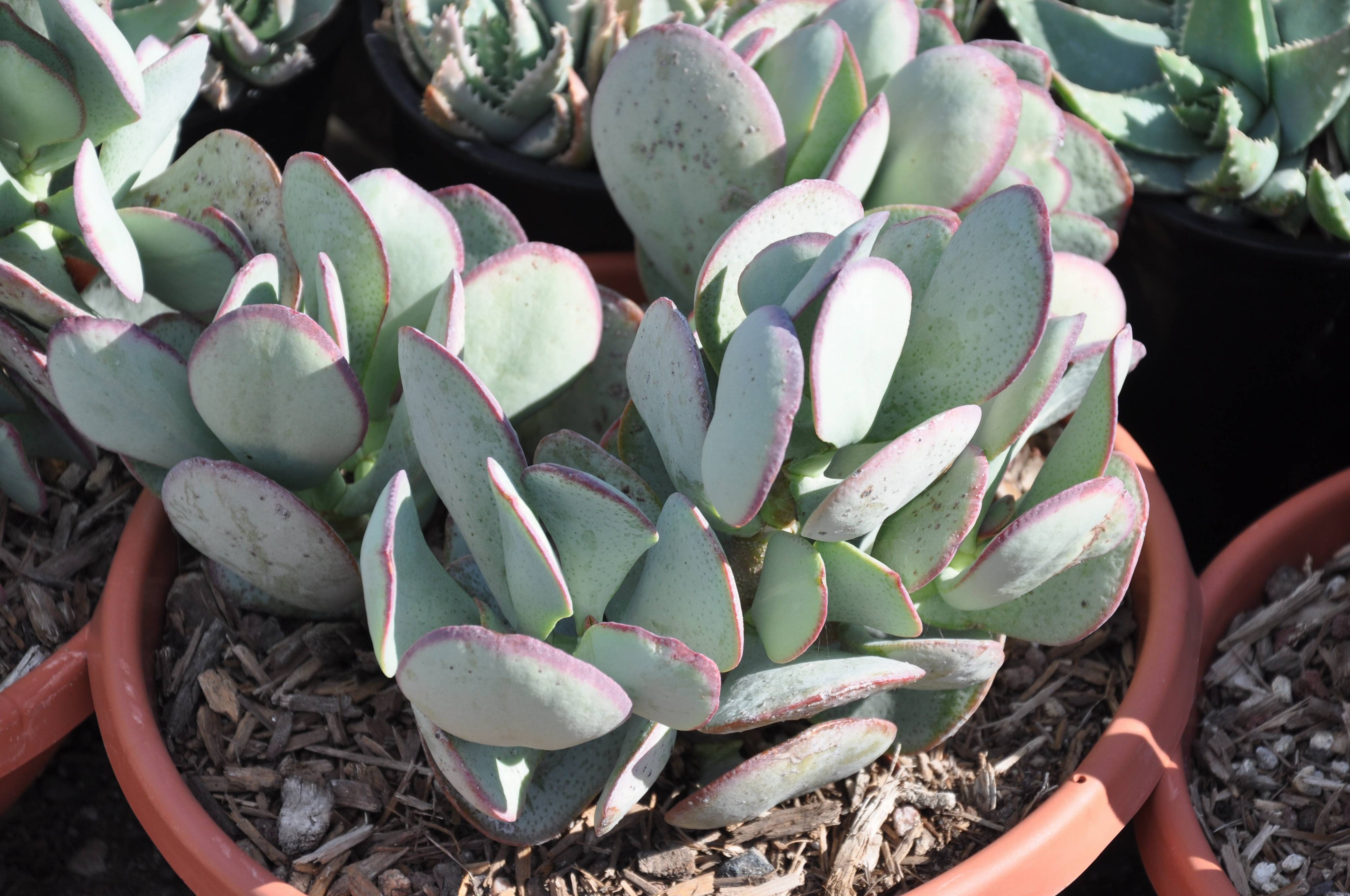 Crassula arborescens