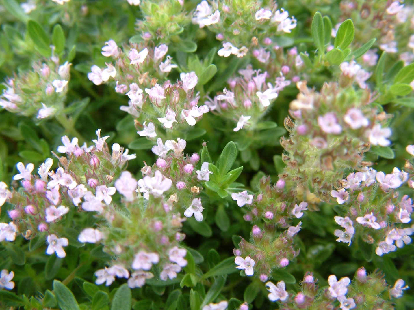 Thymus praecox arcticus 'Elfin'