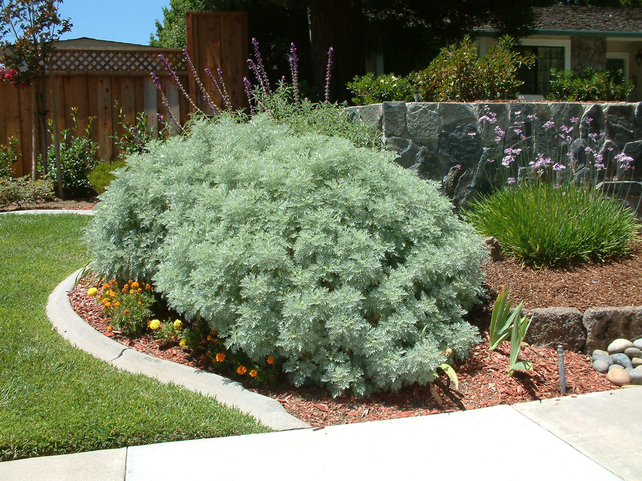 Artemisia 'Powis Castle'