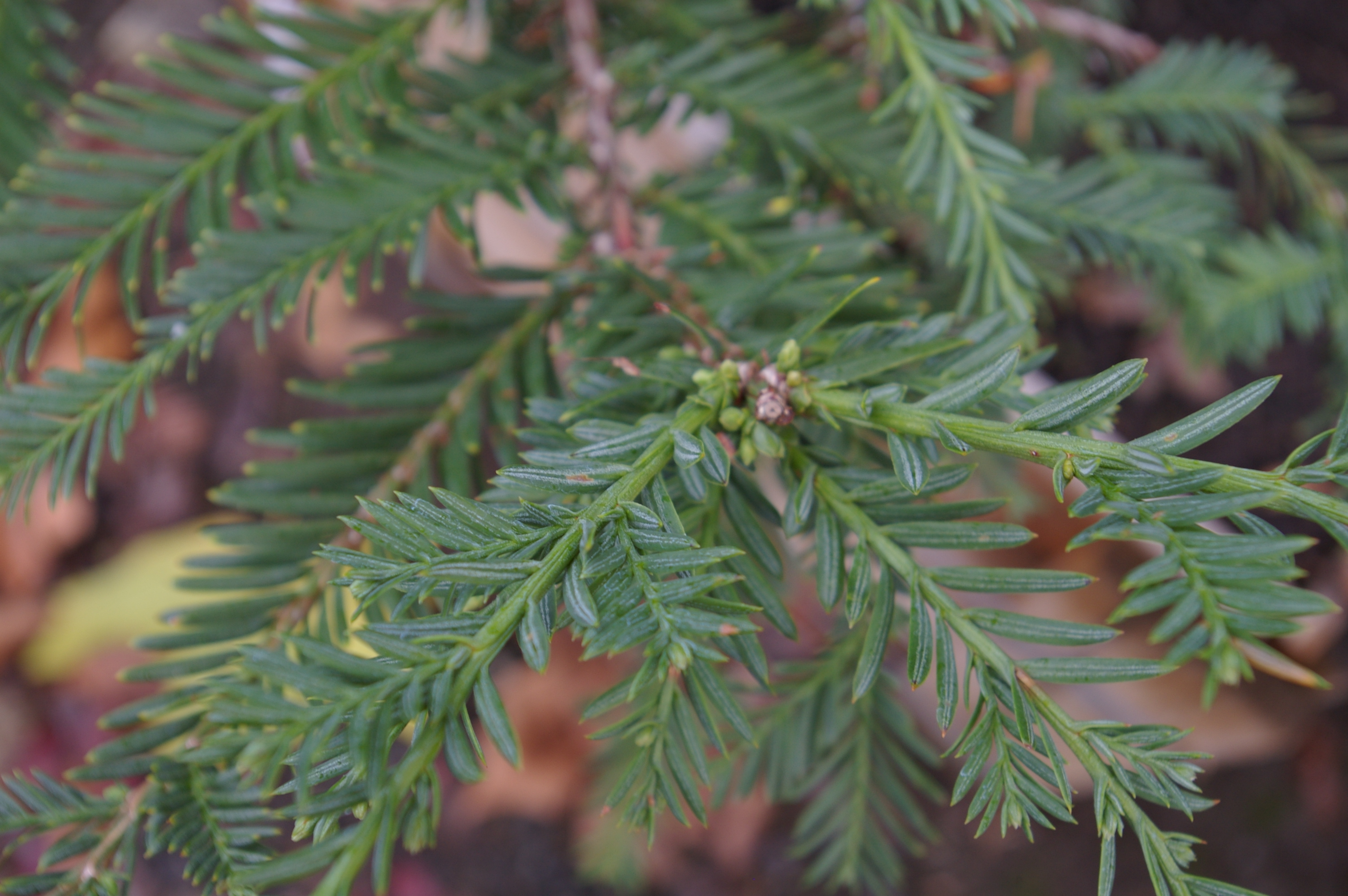 Sequoia sempervirens 'Aptos Blue'