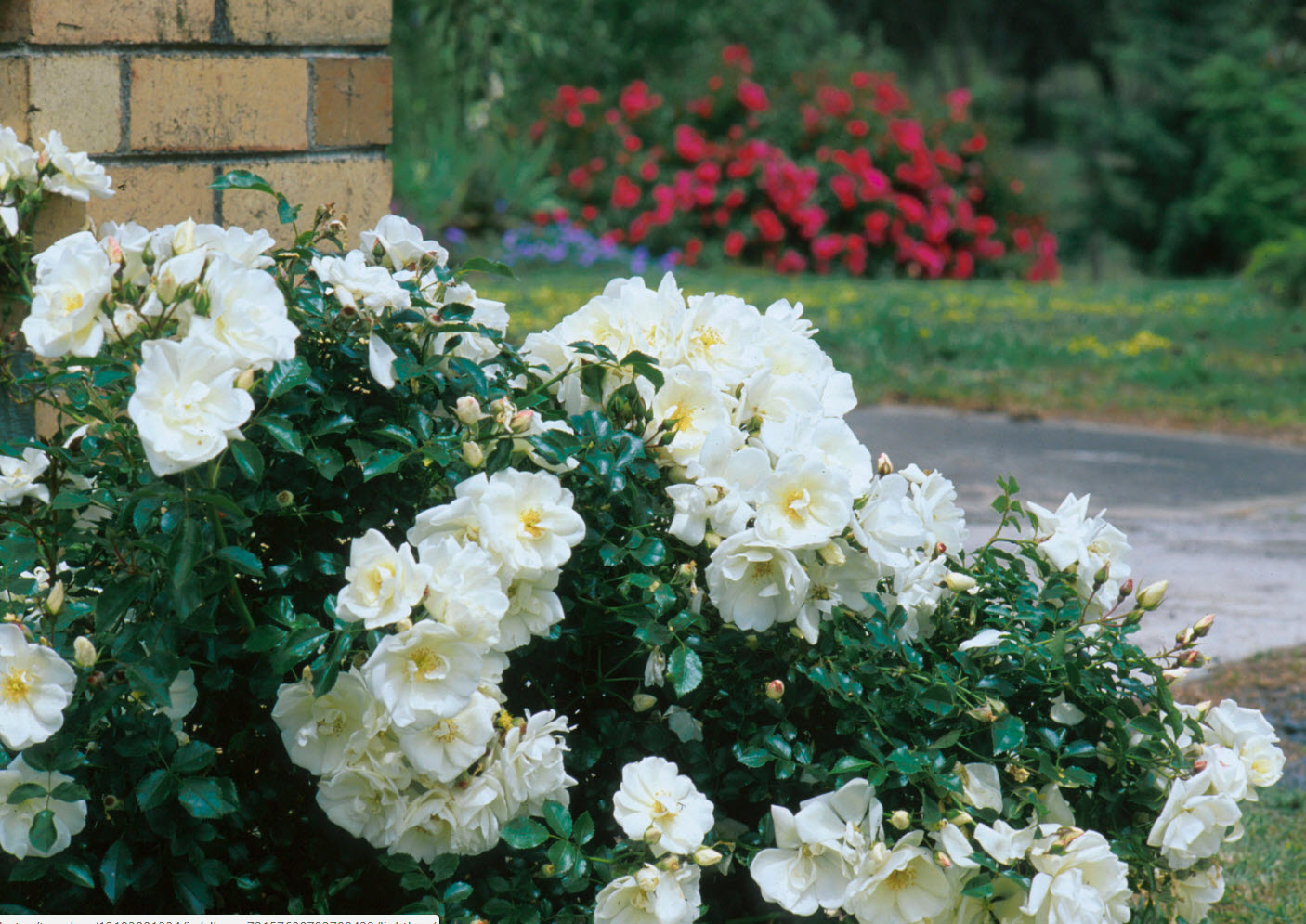 White Carpet Roses Carpet Vidalondon