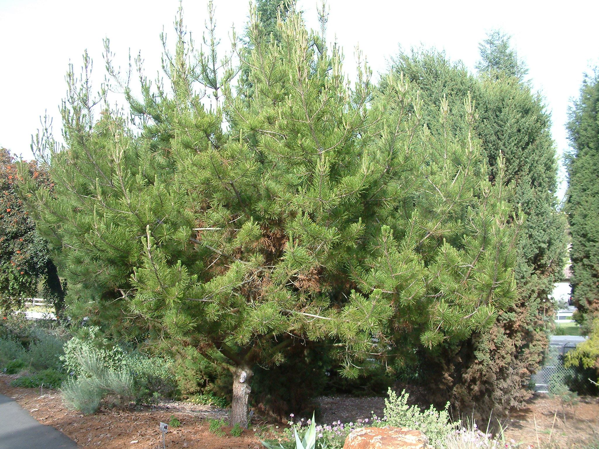 Pinus radiata