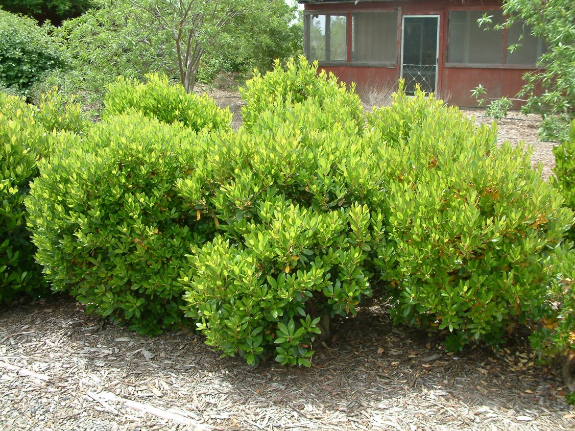 Arbutus unedo