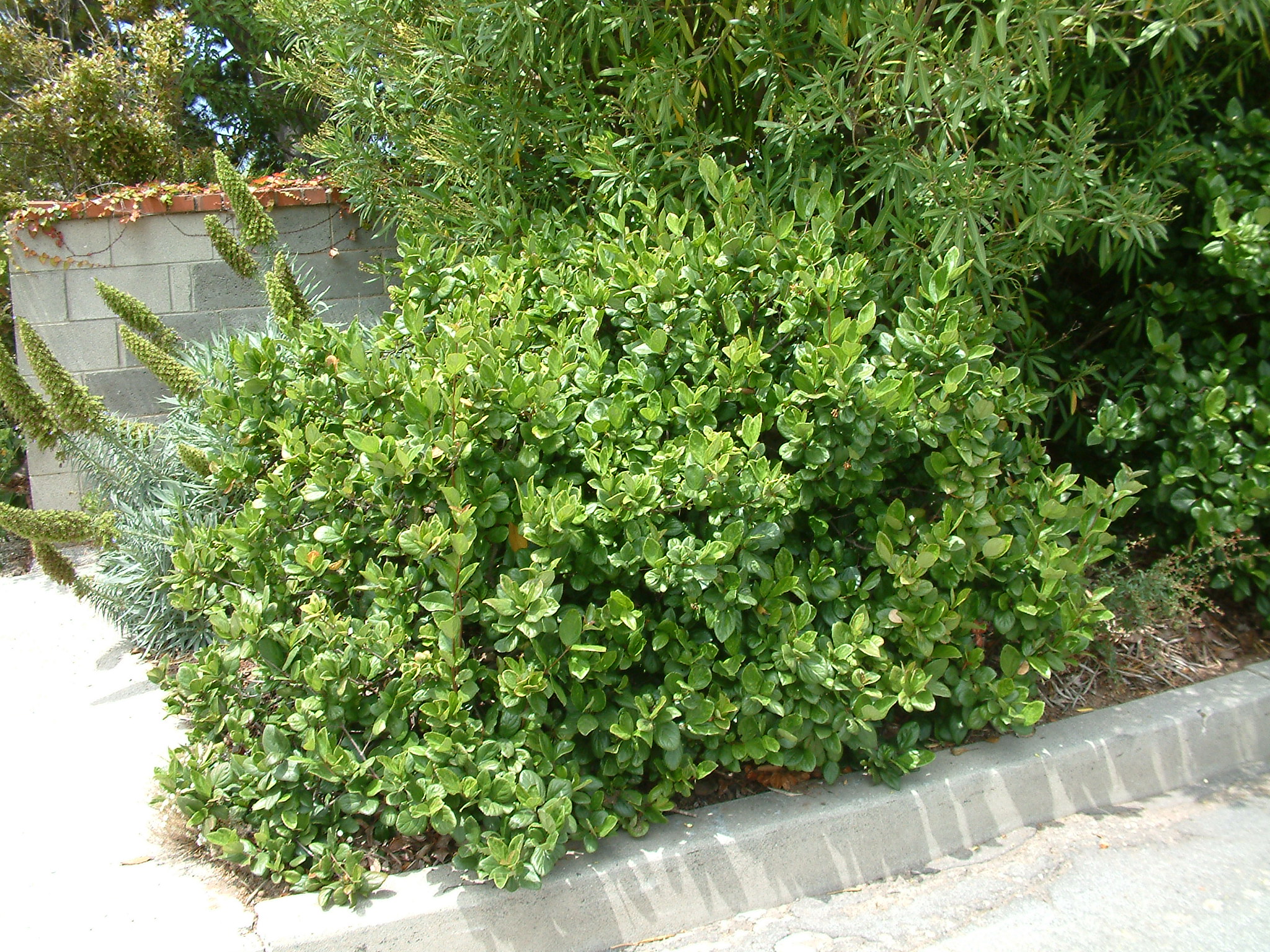 Viburnum suspensum Sandankwa Viburnum PlantMaster