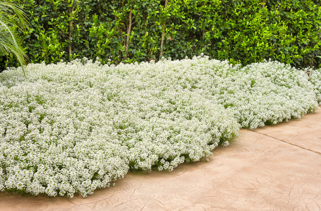 Lobularia 'Snow Princess'