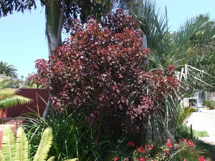 Euphorbia cotinifolia Caribbean Copper Plant PlantMaster