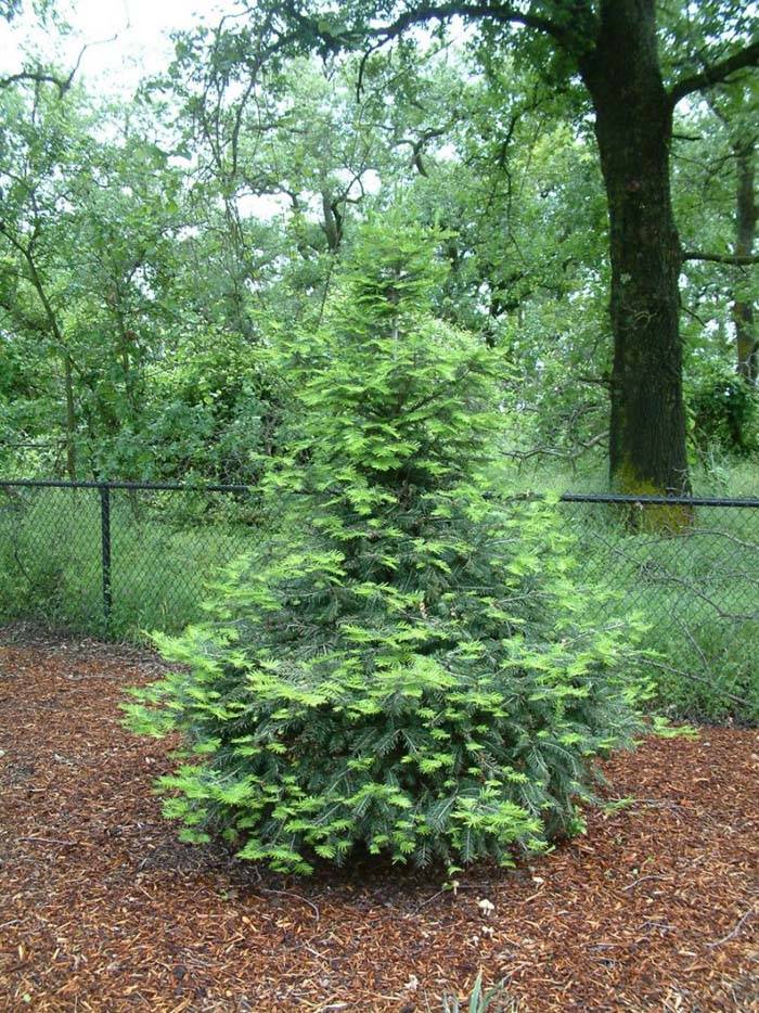 Sequoia sempervirens 'Aptos Blue'