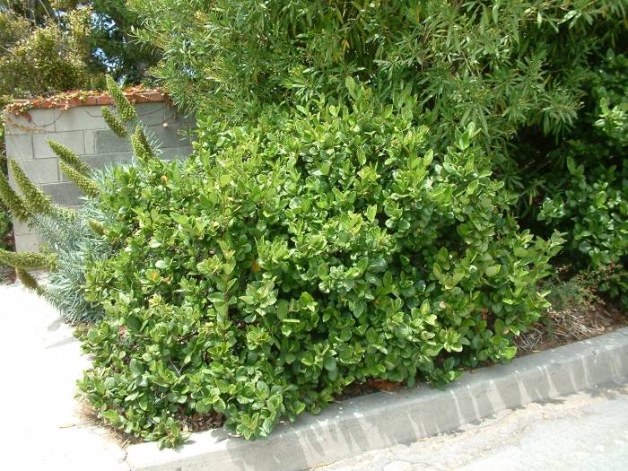 Viburnum suspensum Sandankwa Viburnum PlantMaster