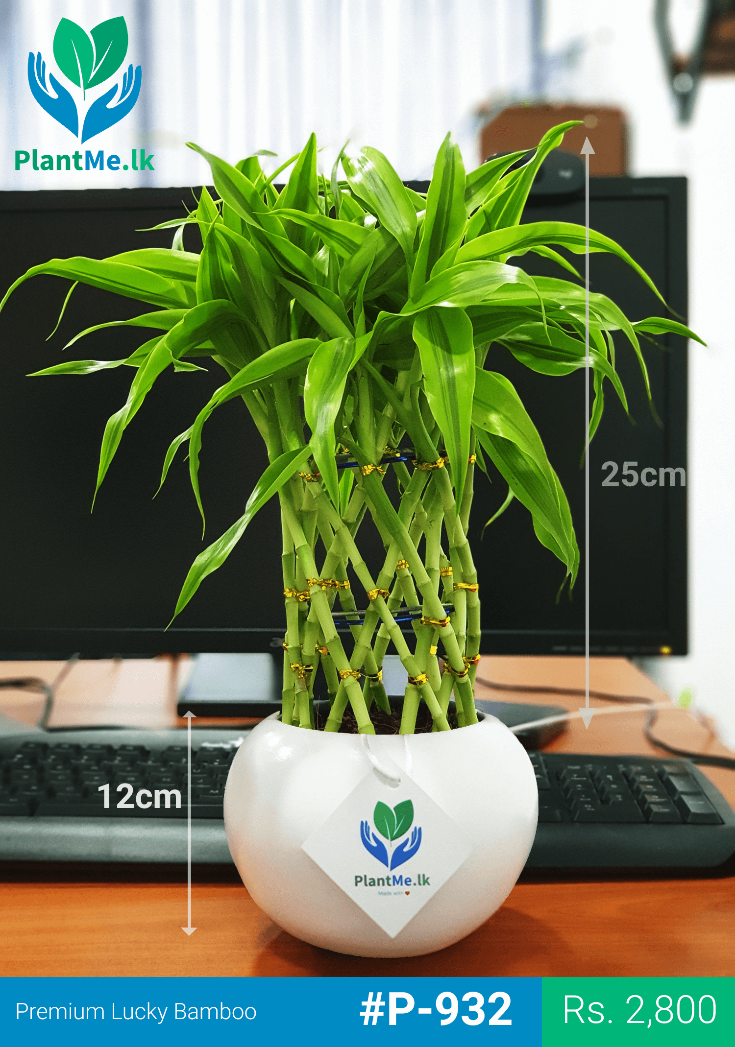Lucky Bamboo in White Pot Premium Indoor Plant (Medium) P932 in Pannipitiya, Colombo, Sri