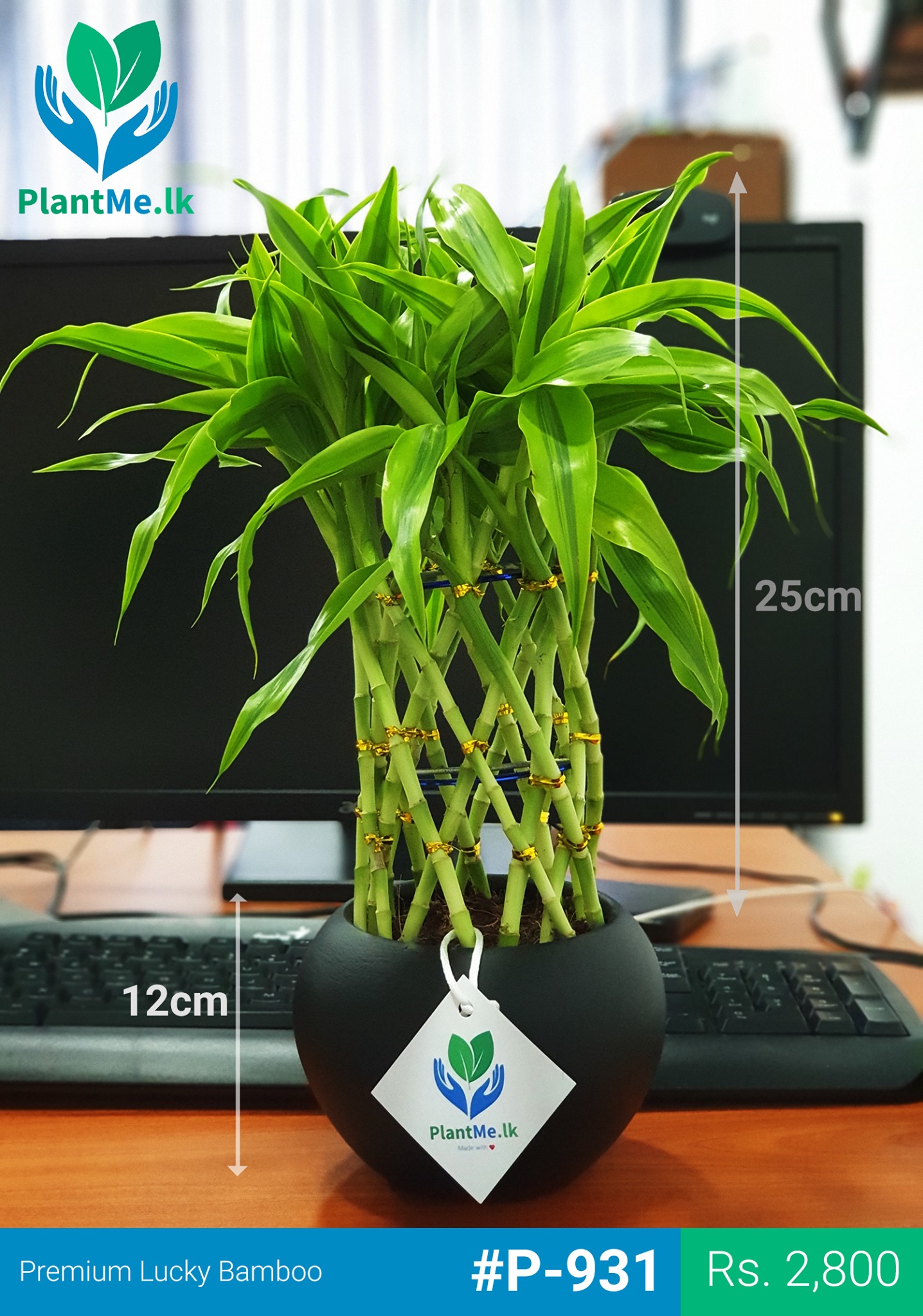 Lucky Bamboo in Black Pot Premium Indoor Plant (Medium