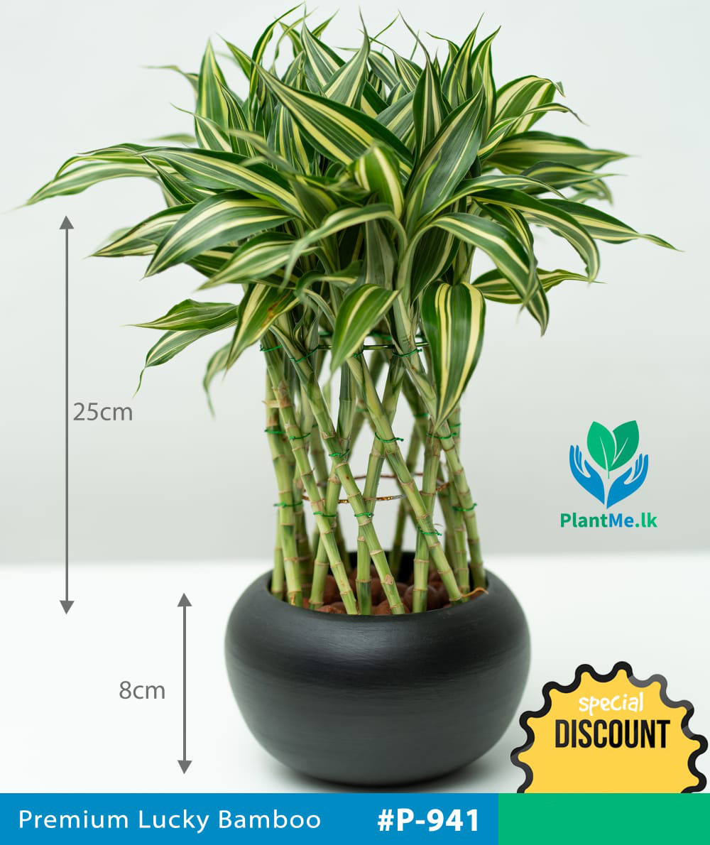 Buy Lucky Bamboo in Black Pot Premium Indoor Plant P941 in