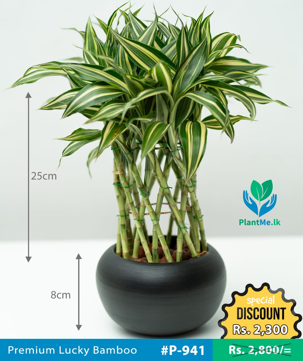 Lucky Bamboo in Black Pot Premium Indoor Plant P941 in Pannipitiya